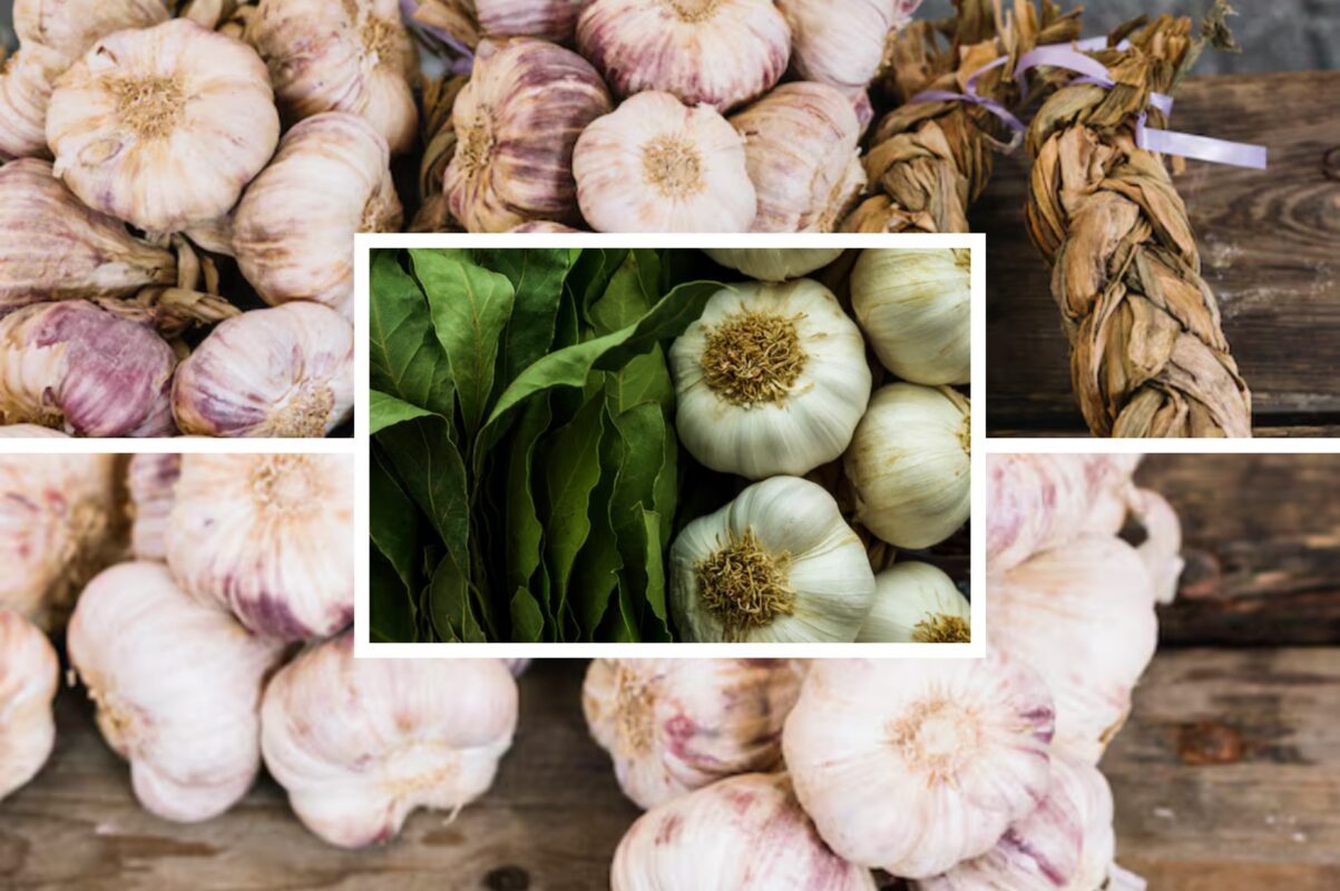 Експерт розповів, чим удобрити часник у листопаді