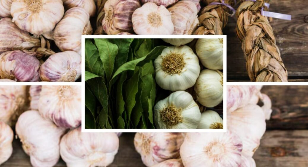 Вже 15 років у лунки з часником вношу це: збираю по 2 ящика з квадратного метра щоразу 