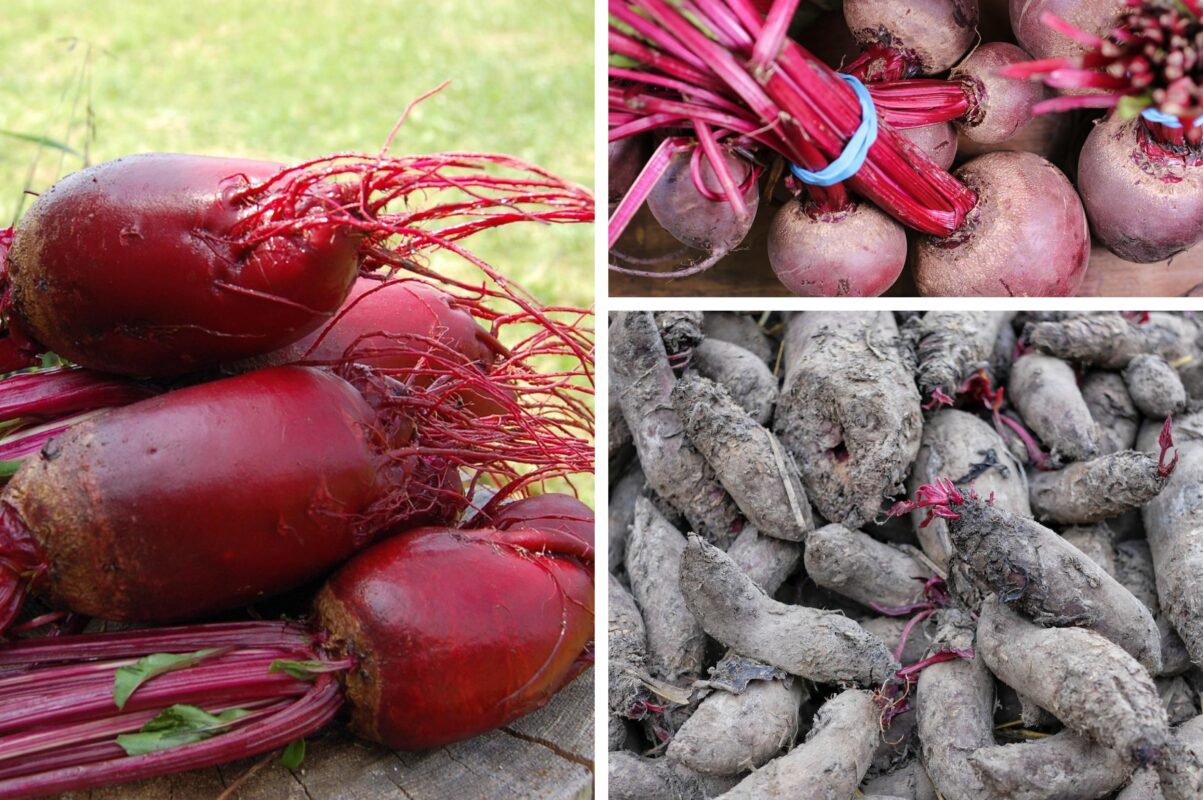 Агрономи назвали пʼять сортів буряків, які невибагливі і дають високий врожай