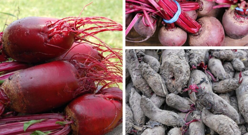 Дістала насіння цих 2-х сортів буряка, і не дочекаюсь весни: ось які дають реально круті врожаї 