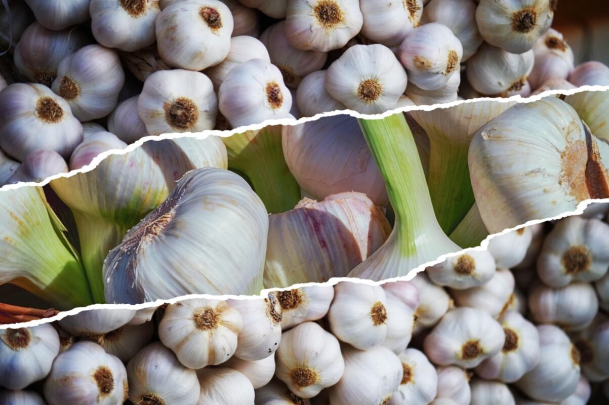 Городники розповіли, чим підживити озимий часник під час вирощування