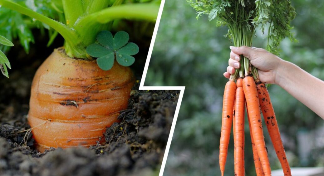 Піде в ріст вдвічі швидше: 2 способи посіву моркви під зиму – МЕГА врожай вже у вас в кишені 