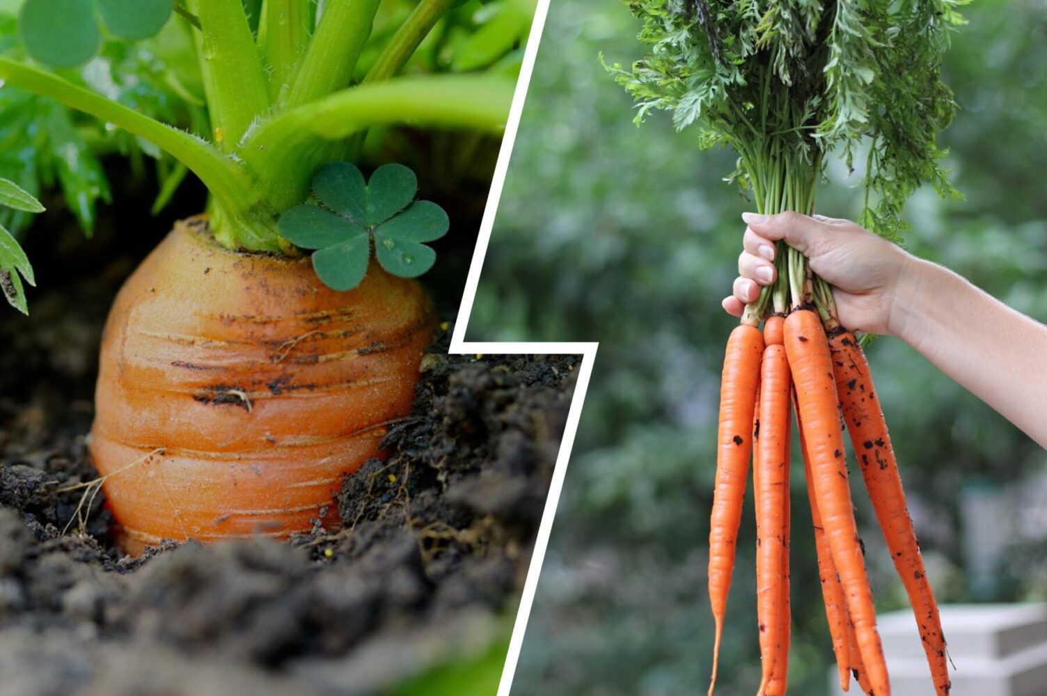 Городники розсекретили два способи посіву моркви під зиму