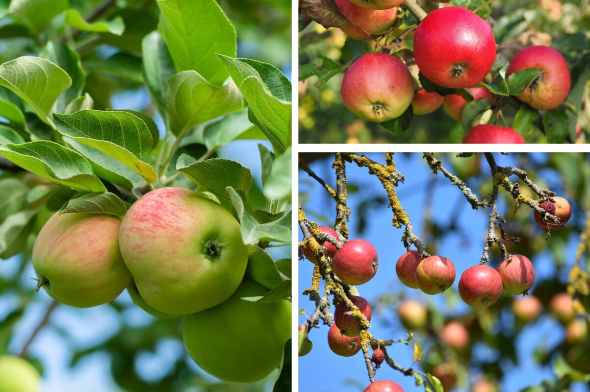 Садівники розповіли, що слід зробити з яблунею до настання зими