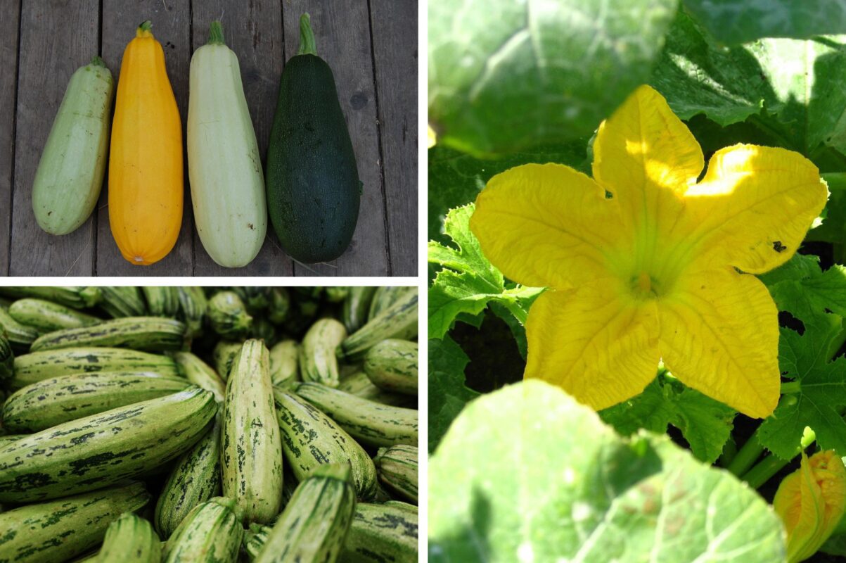 Дачники розповіли, як отримати ранній врожай кабачків – посадіть їх в листопаді