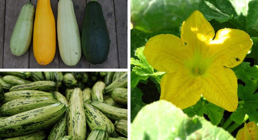 Ранній врожай буде у вас: ось як правильно провести посів кабачків у листопаді 2025 