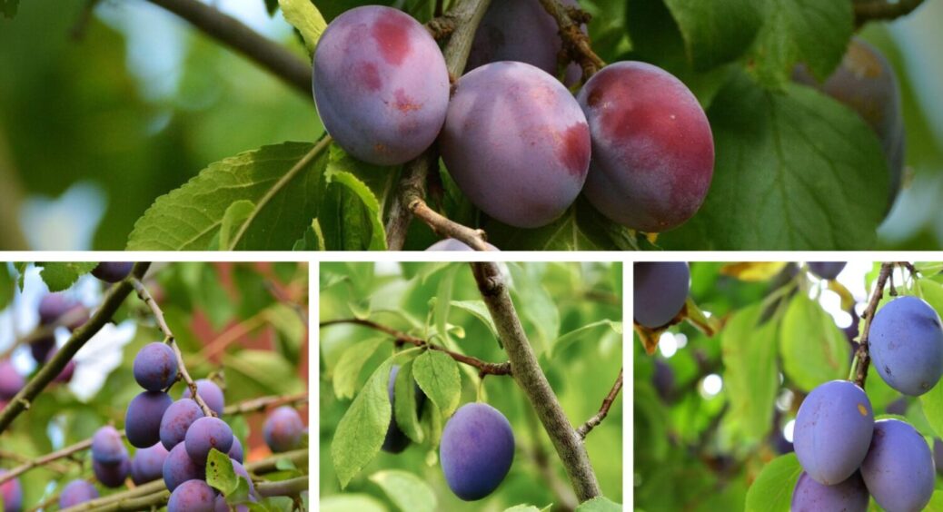 Без них не обходиться жоден сезон: 5 найсолодших сортів сливи – невибагливі й стійкі 