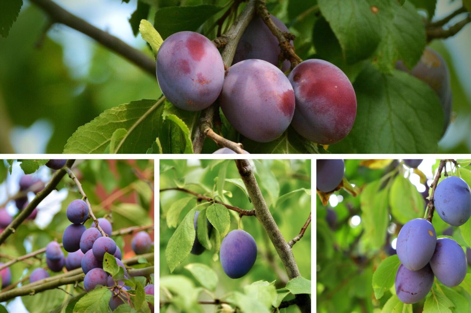 Агроном розповів, як підвищити урожайність старої сливи