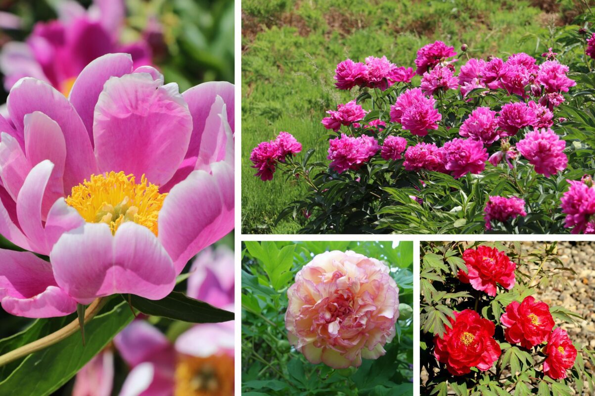 Садівники розповіли, в чому секрет пишного й довготривалого цвітіння півоній