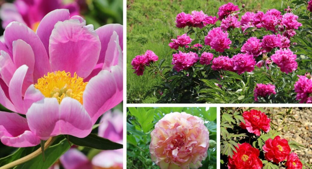 Якщо маєте півонії в своєму саду – ці 2 дії обовʼязкові: як отримати довготривалий цвіт квітки 
