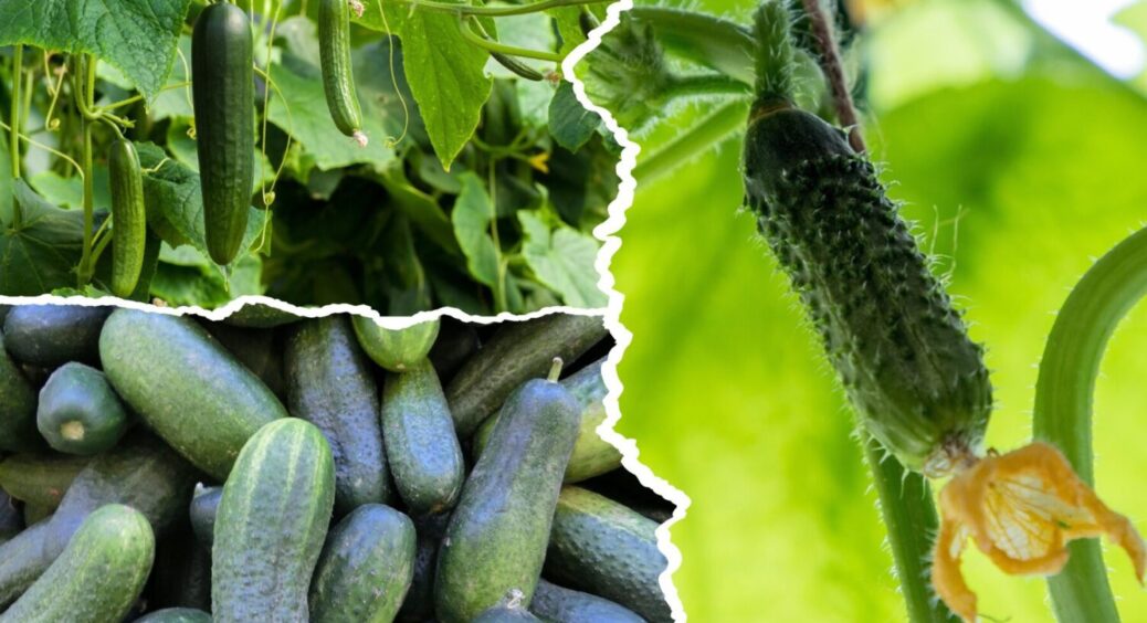 Ці 9 плодоносять аж до заморозків: сорти огірків, які стабільно дають гігантський врожай 