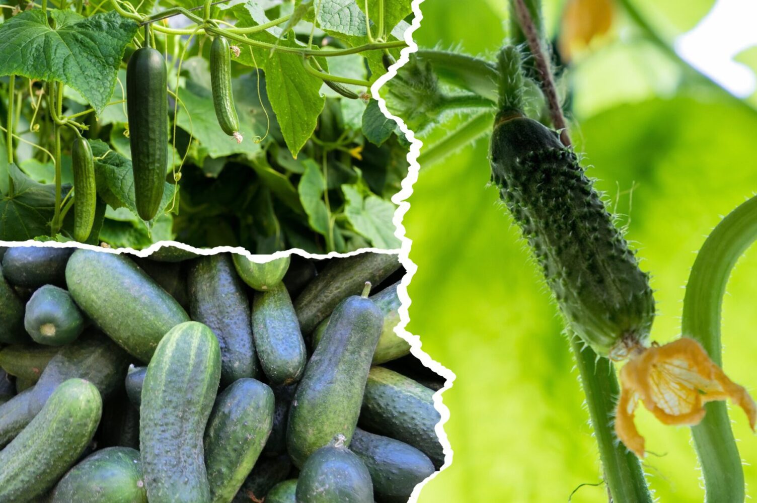 Агрономи розсекретили сорти огірків, які дають врожай аж до заморозків