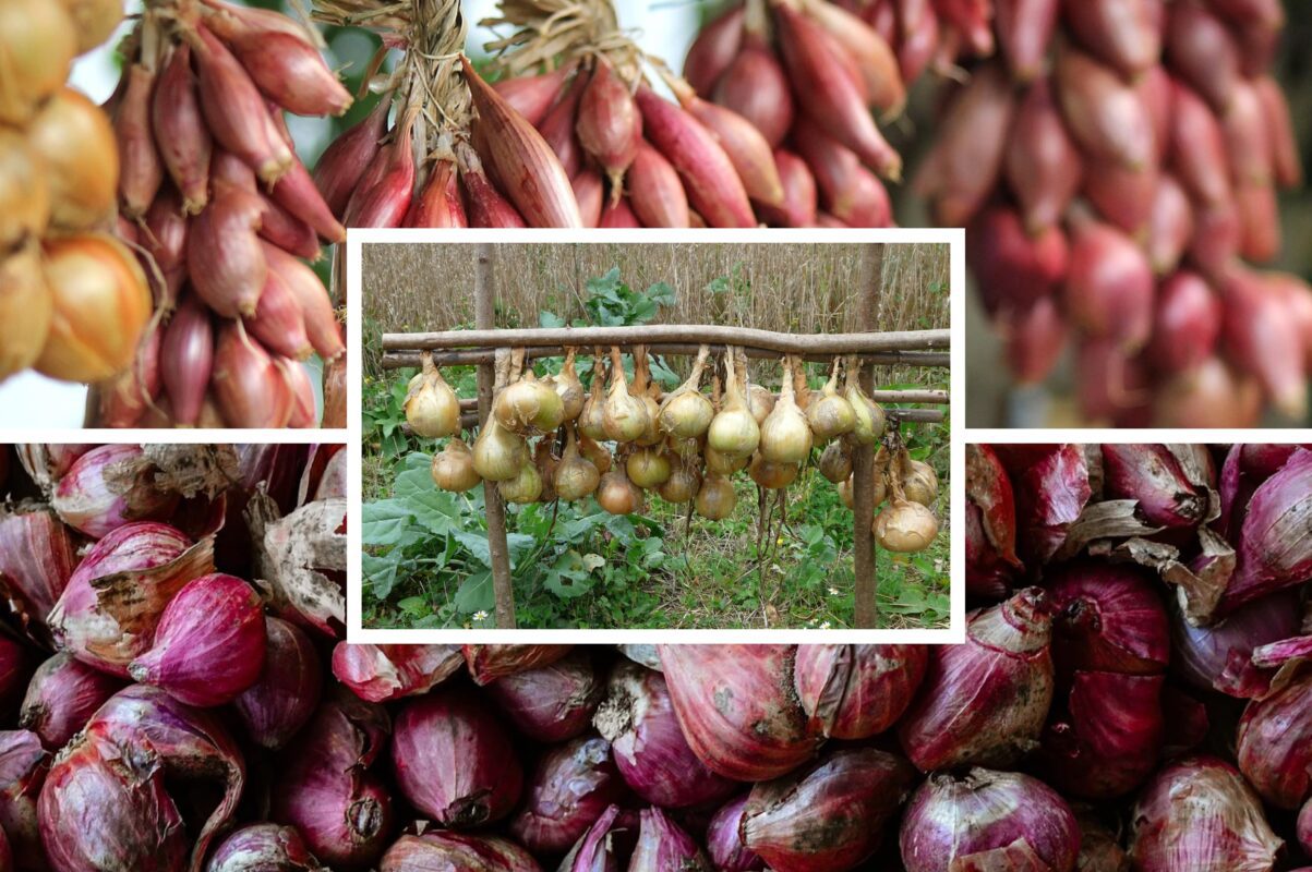 Городники розсекретили найкращі умови для зберігання врожаю цибулі вдома