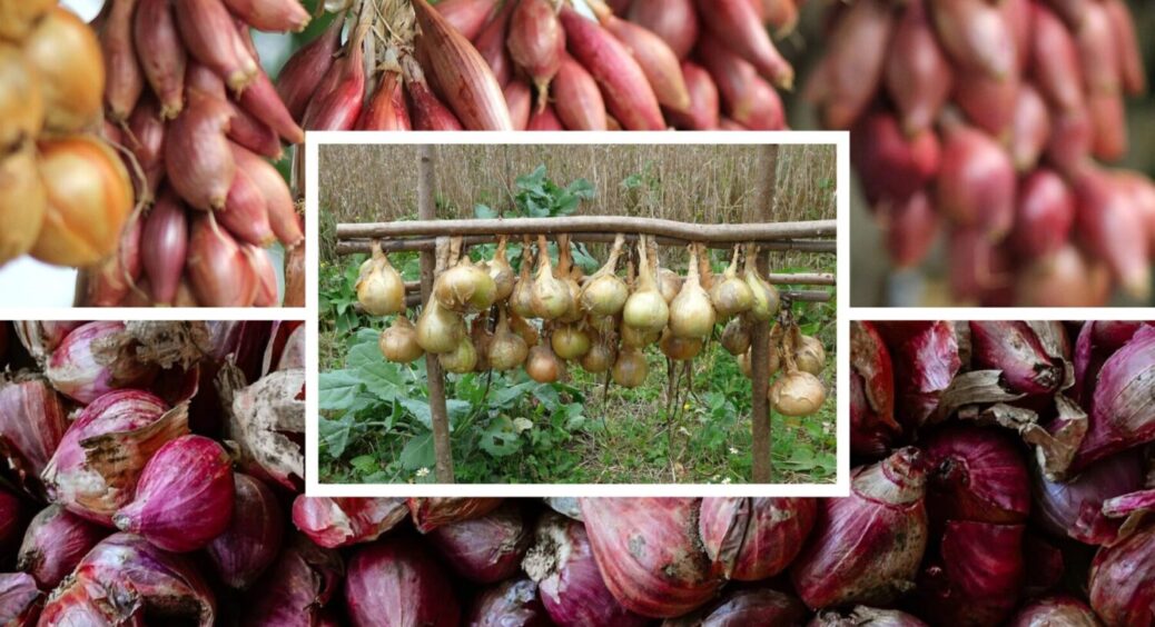 Додаю це у грядку з озимою цибулею, збираю врожаю по 30 кг з кожної навіть у Чернігові 