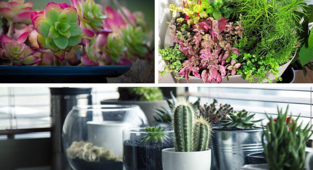 Ці 15 цвітуть навіть взимку: які кімнатні рослини обрати для зимового саду прямо вдома 