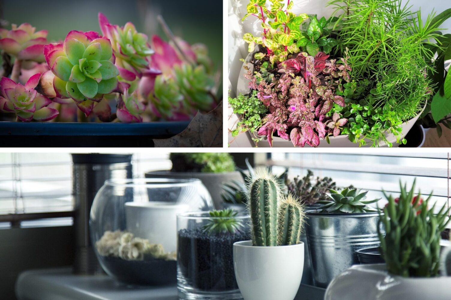 Садівники розповіли, які кімнатні рослини здатні цвісти в зимову пору року