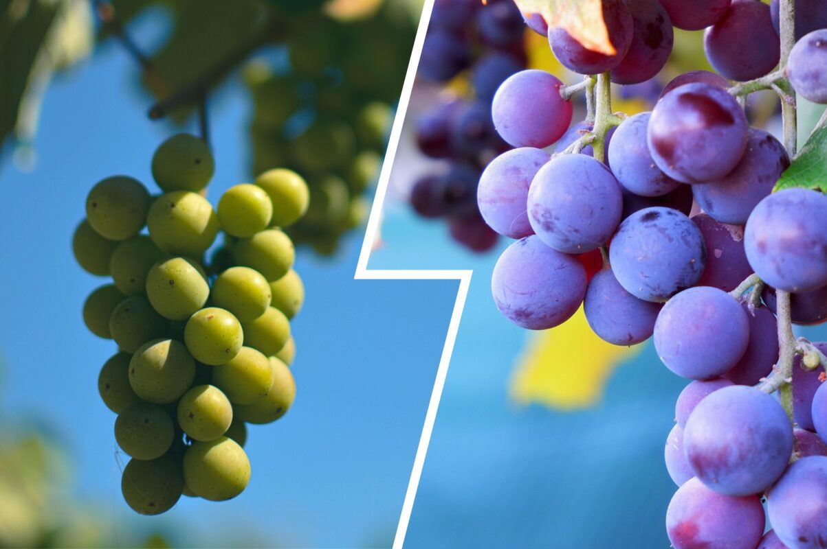 Садівники назвали сорти винограду, які прості у догляді та дають рясний врожай