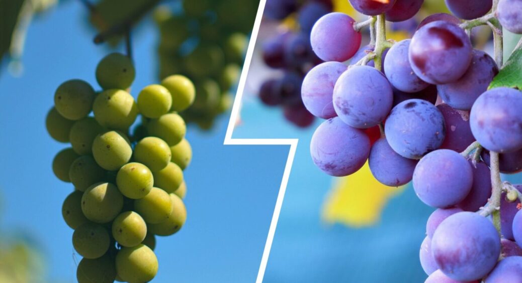 Легкий спосіб підготовки винограду до морозів: 3 дії, після яких він родить ще краще наступного року 