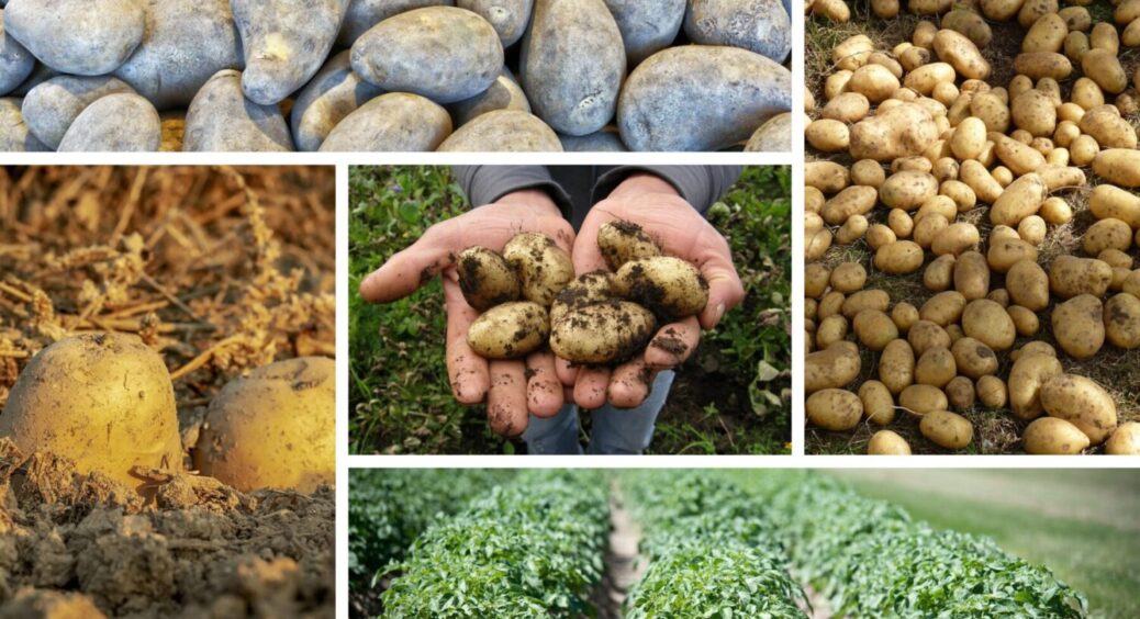 Метод з Полтавщини при вирощуванні картоплі: по 100 бульб з куща – гора урожаю 
