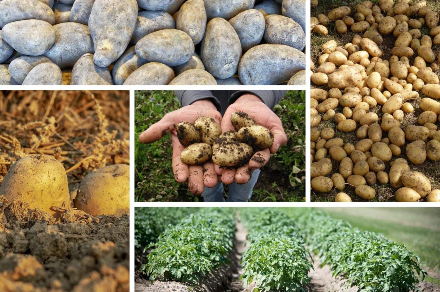 Агроном розповів, як отримати величезний урожай картоплі