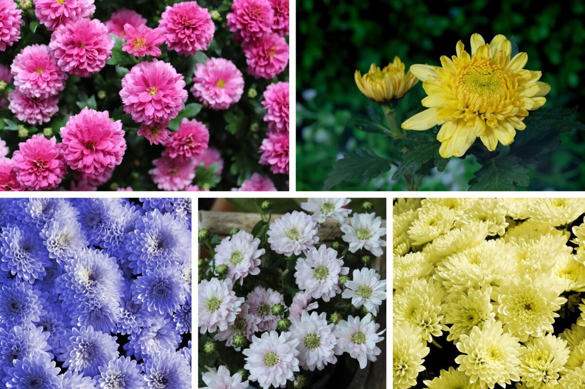Квітникарі розповіли, що зробити з хризантемами для успішної зимівлі