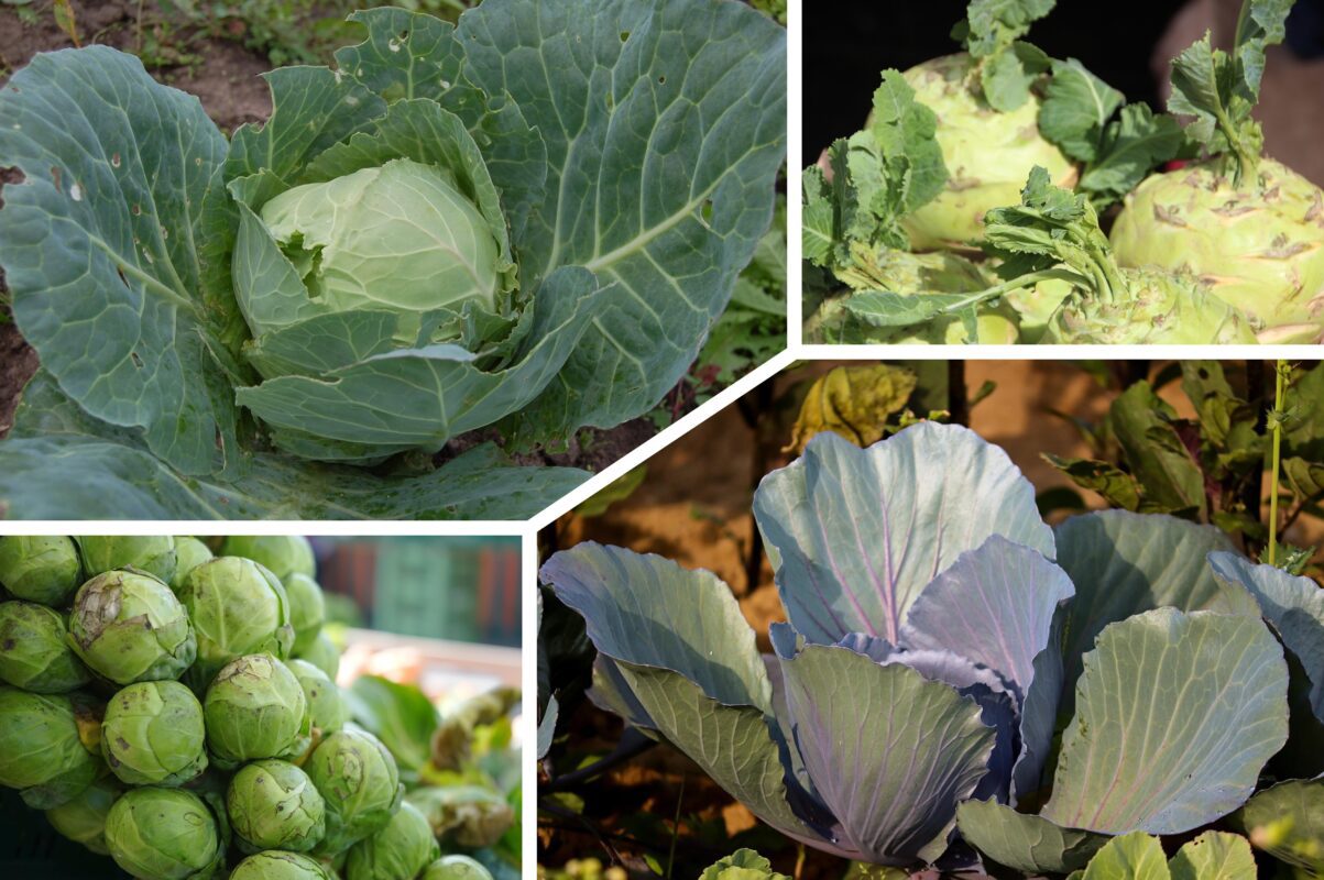 Городники розповіли, що можна садити до і після капусти на ділянці