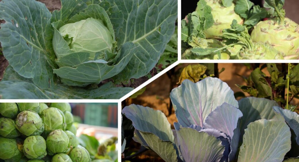 Правильна сівозміна = рясний врожай: що можна садити до і після капусти – список культур 