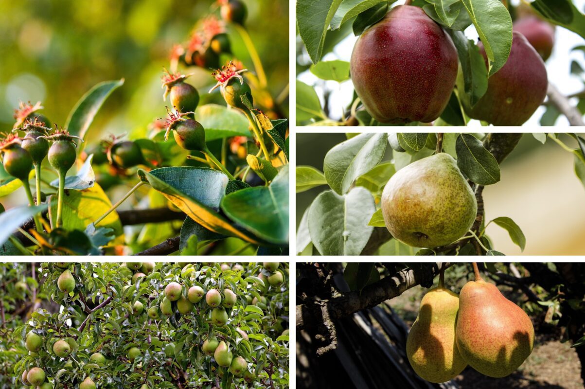 Садівники розсекретили найсолодші та найврожайніші сорти груші для посадки