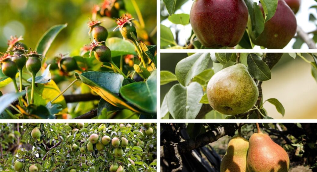 Ці 5 точно вас не підведуть: які сорти груші стабільно родять високий врожай – СУПЕР солодкі 