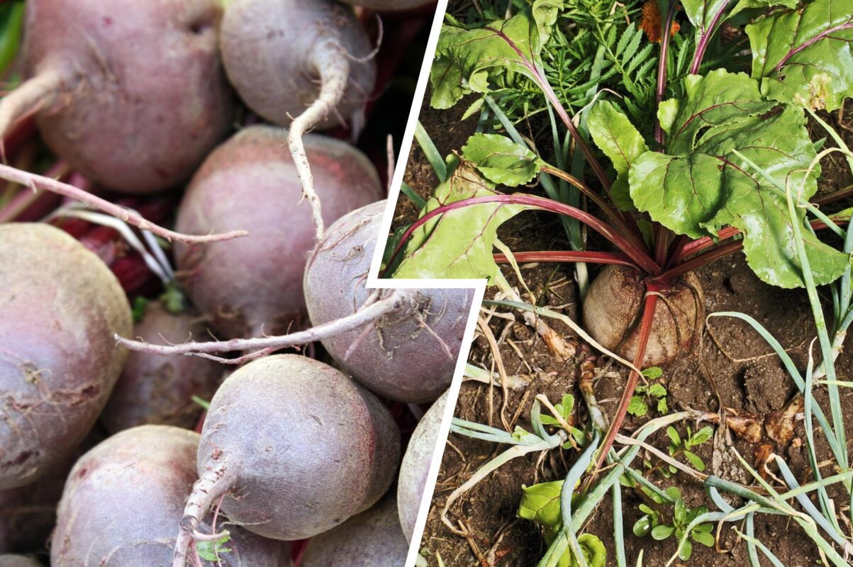 Городники розповіли, чому буряк виростає несолодким і дрібним – рішення тут