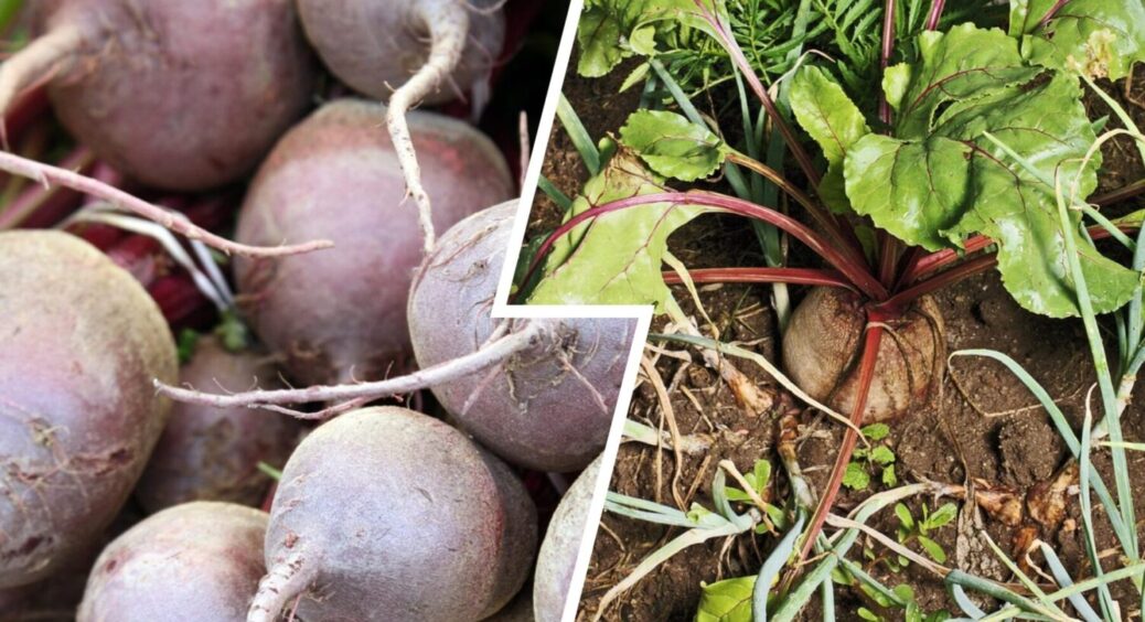 1 дія вирішить все: що треба зробити з буряком, щоб він виріс СУПЕР солодким 