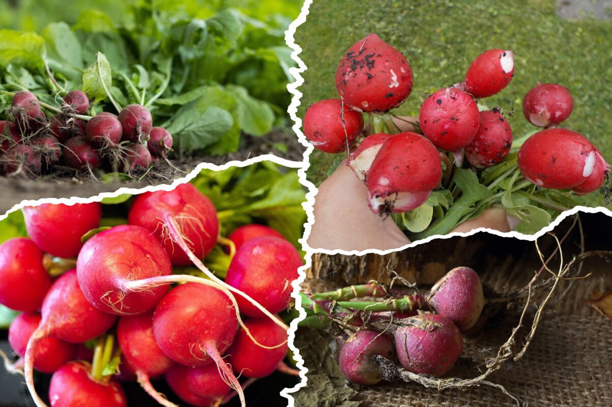 Городники назвали сприятливий час для посіву редиски в листопаді та грудні
