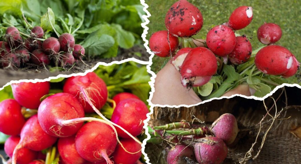 У листопаді та грудні 2025 маєте час: найкращі дні для посіву редиски під зиму 