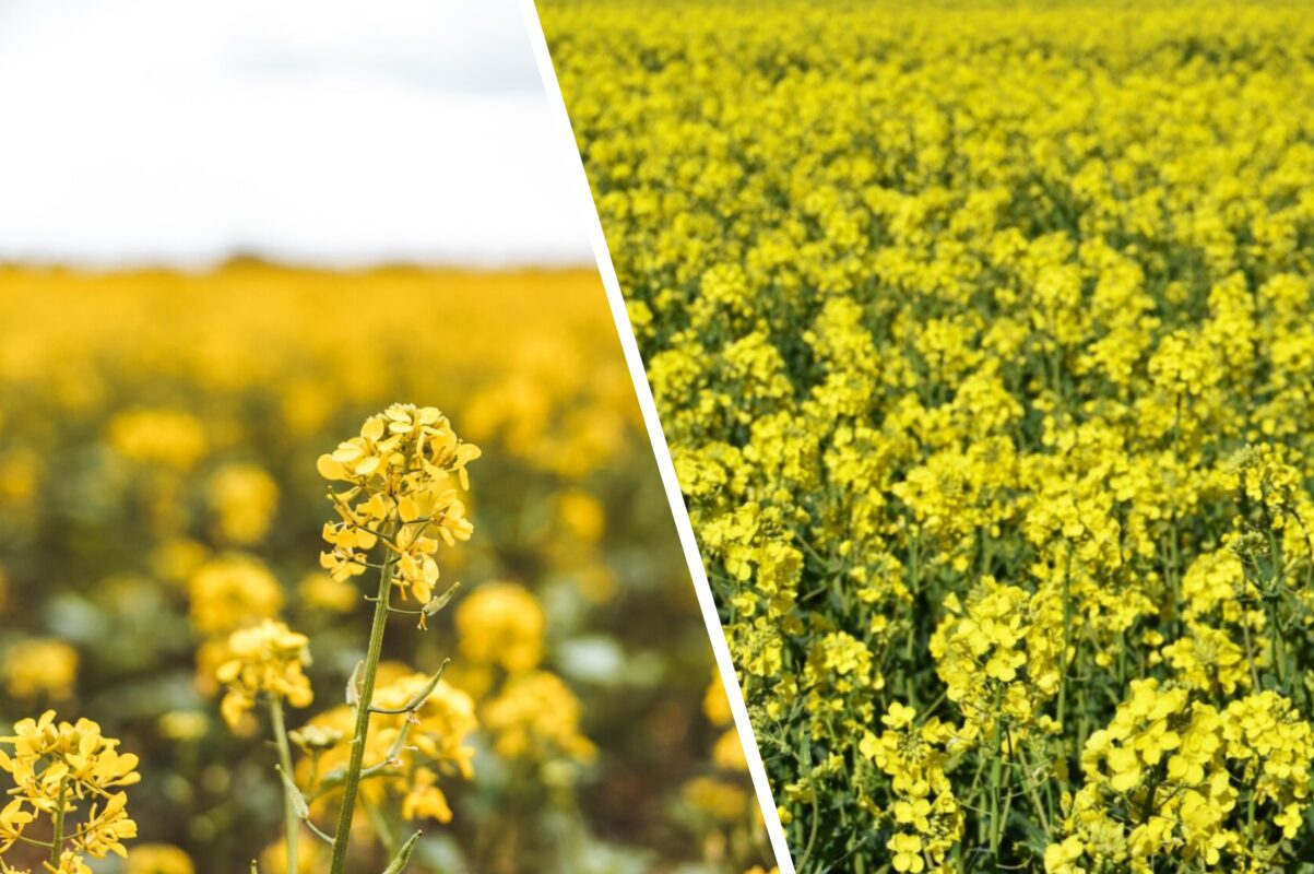 Дачники розповіли, які сидерати можна посіяти взимку для покращення стану ґрунту