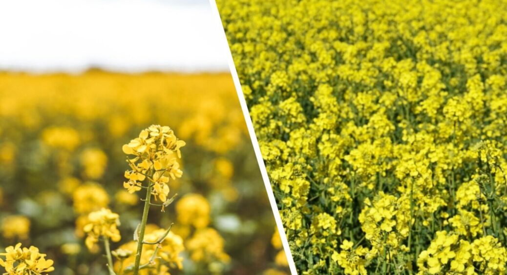 Ці 2 очолюють ТОП-сидератів: які зелені рослини можна посіяти навіть взимку 