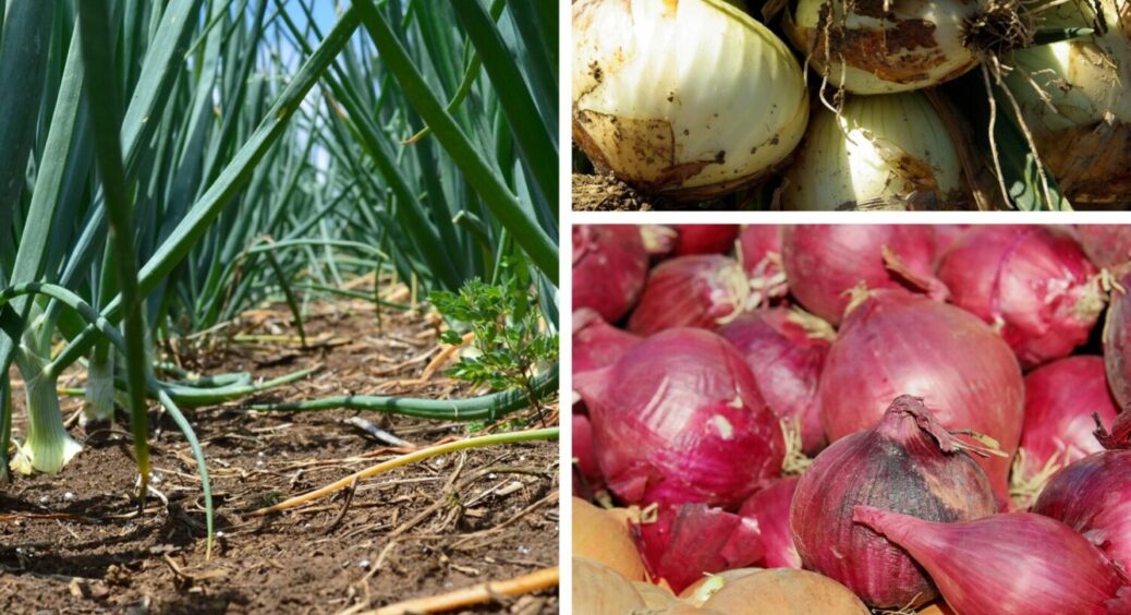 На Одещині городники масово відміняють ці 3 добрива: цибуля з ними – дрібнота, що плакати охота 