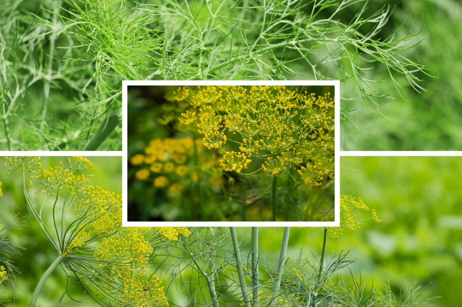 Городники розповіли, як виростити пишний і соковитий кріп восени та взимку