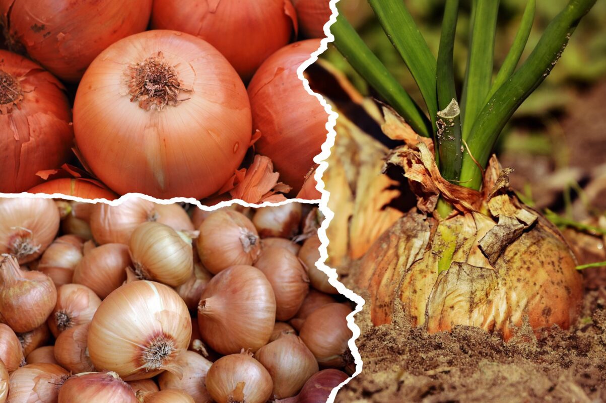 Експерти розповіли, як уникнути стрілкування озимої цибулі