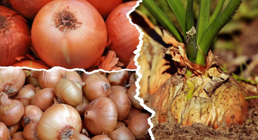 У грядку з озимою цибулею прямо зараз: 1 дія, і ніякого стрілкування – працює завжди на всі 100 