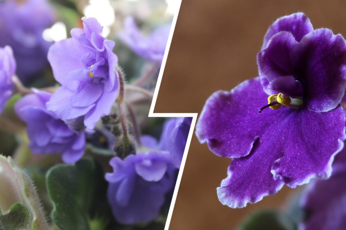 Садівники розповіли, чому не можна вирощувати фіалки в керамічних горщиках