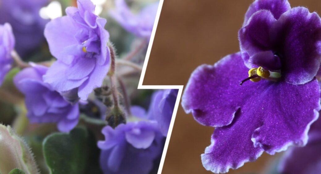 Керамічні горщики для фіалки – готова труна: позбудьтеся їх негайно! 3 причини-пояснень 