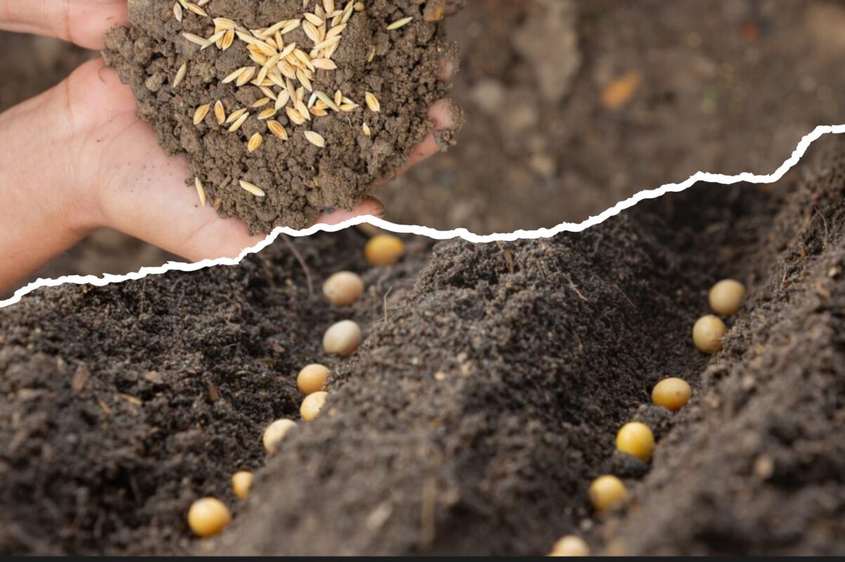 Дачники розсекретили дієвий спосіб, як перевірити схожість насіння