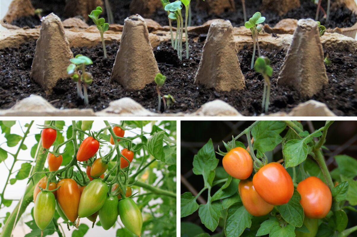 Городники розповіли, який сорт томату обрати для зимової розсади