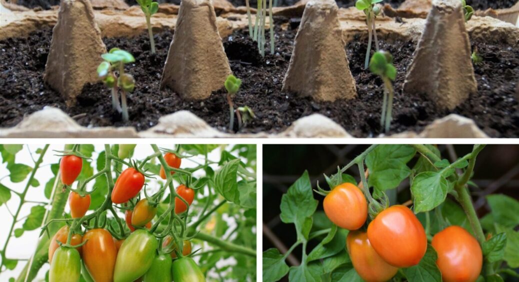 Цей 1 сорт щороку висаджую на зимову розсаду – мʼясисті, солодкі та великі томати 