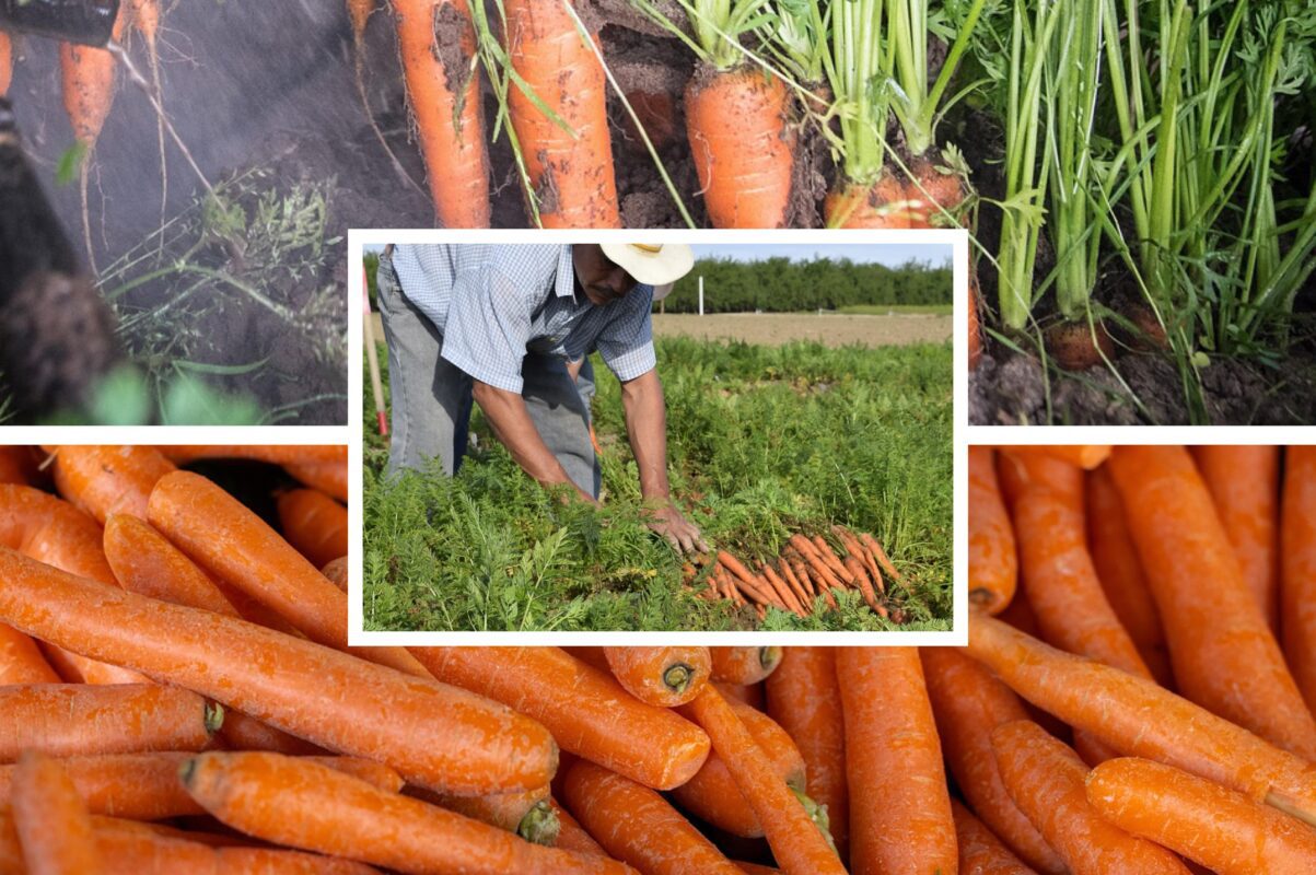 Городники розсекретили особливості посіву моркви під зиму