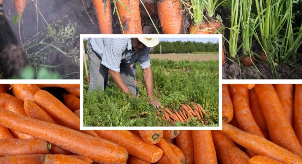 5 дій пізньою осінню, і в 2026-му морква вродить дуже добре: як посіяти овоч під зиму 