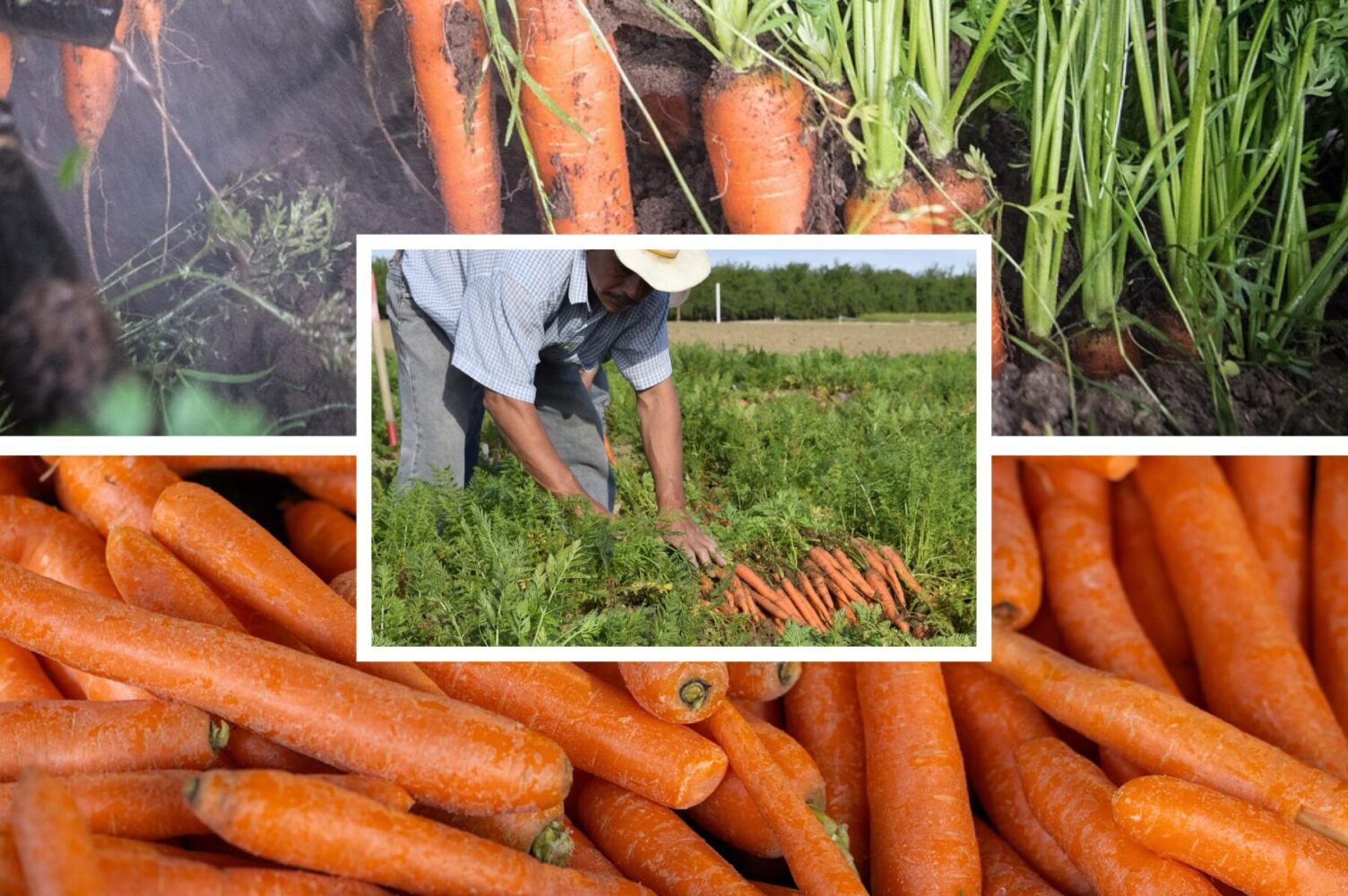 Городники розсекретили особливості посіву моркви під зиму