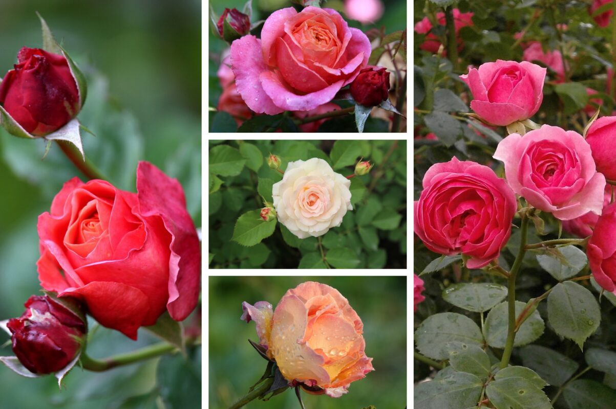 Садівники розсекретили види троянд, які найбільше бояться морозу