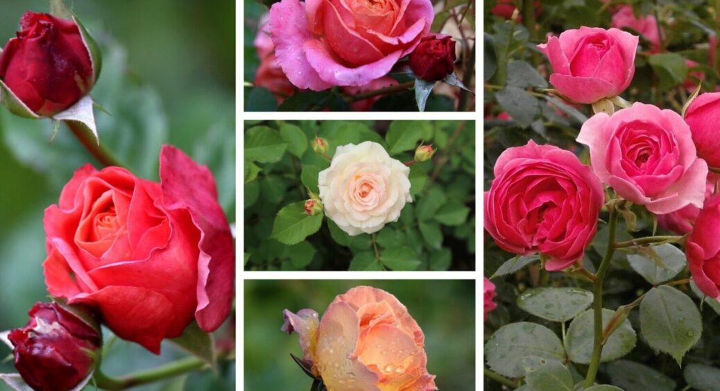 Ці сорти найбільше бояться морозу: які види троянд обовʼязково слід укрити на зиму 2025-2026 