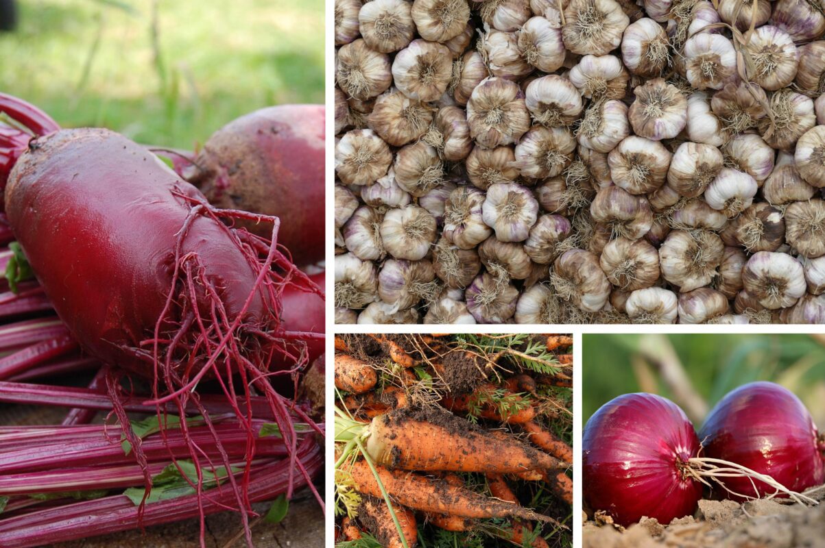 Городники розсекретили добрива для озимих культур, які знищують їх врожай